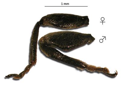 Physiological Synchrony of the Broad Bean Weevil, Bruchus rufimanus Boh., to the Host Plant Phenology, Vicia faba L.